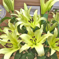 CỦ GIỐNG HOA LY CAO KHÔNG THƠM - THỜI GIAN RA HOA NGẮN