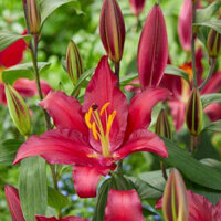 Củ giống hoa ly cao thơm màu đỏ ( 5 củ - Tarrango) - Hoa nở to đều đẹp, Hương thơm, Lâu phai