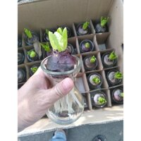 Củ giống hoa tiên ông -CÁC LOẠI  dễ trồng