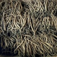 Củ giống sâm dây Ngọc linh sâm tây nguyên 1 kg củ giống đảng sâm để trồng