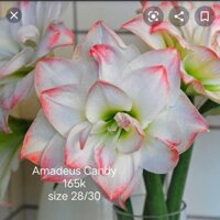 Củ hoa Lan Huệ Amadus Candy ngậm nụ (Amadues Candy   Amaryllis) chuẩn màu