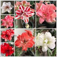 Củ hoa  lan huệ | huệ tây cánh kép củ mẹ