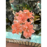 Củ hoa lan huệ kép Tika coral