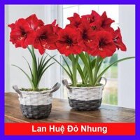 Củ hoa lan huệ màu đỏ nhung - cây cảnh để bàn - ra hoa sau 1 tháng