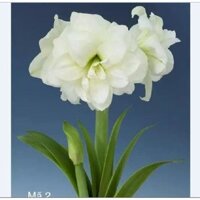 Củ hoa lan huệ ngoại Hà Lan alfesco
