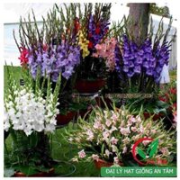 Củ hoa lay ơn (Hoa dơn)