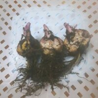 Củ hoa ly lake tết