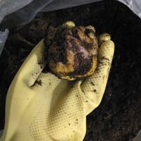 Củ hoa ly ly cao thơm thượng hạng