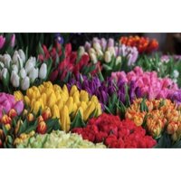 Củ hoa tulip 10 củ 120k