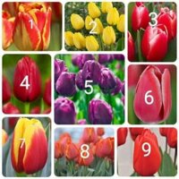 CỦ HOA TULIP NHIỀU MÀU MUA 10 CỦ TẶNG 1 CỦ