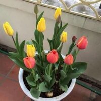 Củ hoa tulip