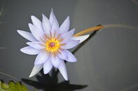 Củ hoa water lily màu mix