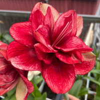 Củ Lan Huệ Úc - Amaryllis Funny Face Maguire