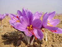 Củ lan nghệ tây Nhụy hoa Saffron dắt nhất thế giới