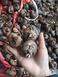 Củ mã thầy