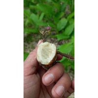 Củ ngải chông độc 3kg mọc tự nhiên ở rửng Tây Bắc