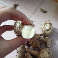 củ nghệ trắng