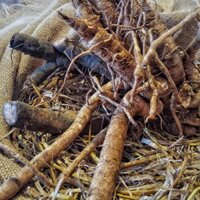 Củ Ngưu Bàng – hỗ trợ bệnh tiểu đường, hỗ trợ bệnh ung thư, hỗ trợ phù thũng, hỗ trợ cảm lạnh, hỗ trợ bệnh cao huyết áp, xơ cứng động mạch BAK815 – Bách An Khang | Bachankhang.com | Thế giới thảo dược, đông trùng hạ thảo, yến sào Khánh Hòa