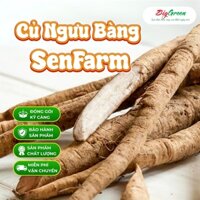 Củ Ngưu Bàng SenFarm - 1KG