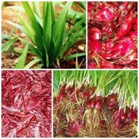 Củ sâm đại hành, tỏi đỏ,tỏi lào 0,5kg