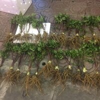 Củ Sâm Đương Quy tươi