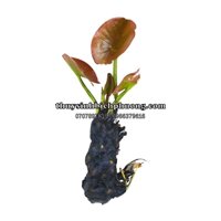 CỦ SEN | CỦ SÚNG THÁI ĐỎ - CÂY THỦY SINH
