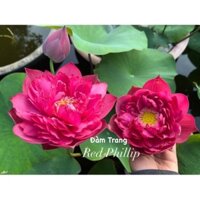 Củ sen đỏ Red Phillip