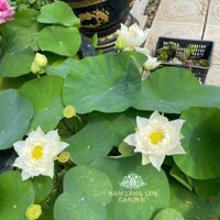 Củ sen giống siêu phẩm sen bốn mùa TUYẾT LIÊN HOA ( EVEREST) sai hoa chuẩn giống MỚI 2025