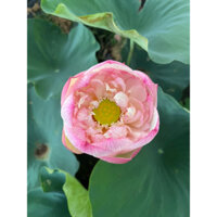 Củ sen hồng Pink Diamond