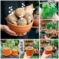 (Củ trồng chậu sẵn mầm) Củ bình vôi Thái - Stephania Erecta/ Củ đồng tiền, cây cảnh, trang trí nội thất