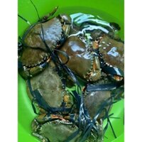 Cua Biển Kiên Giang