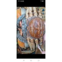 cua biển Trà Vinh