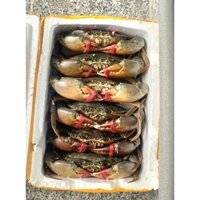 Cua thịt Cà Mau - Chính gốc (size chuẩn 1kg/3con)