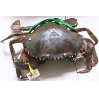 Cua Thịt Năm Căn Cà Mau