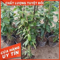 CÚC TẦN ẤN ĐỘ CÂY GIỐNG ( 3 CÂY )