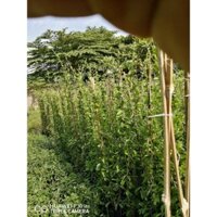 Cúc Tần Ấn Độ loại lớn (1m-1m2)