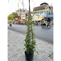 Cúc tần Ấn Độ size đại dài 1m2, rèm phủ che nắng