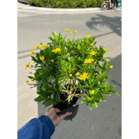 CÚC THÂN GỖ Cây Ra Hoa Quanh Năm