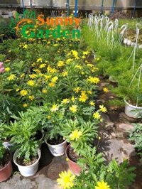 Cúc Thân Gỗ ( Cúc Trường Thọ) - Chậu Cây Cảnh + Tặng 02 cây nhót ngọt