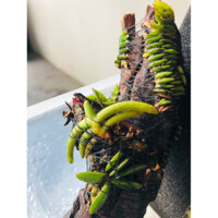 Cụm lũa lan mini chơi bonsai (Trứng bướm + Sừng trâu + Lan Rết)