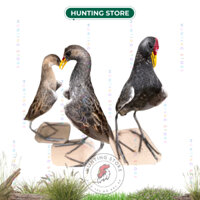 Cúm núm, gà đồng mồi nhồi keo nguyên bản như thật - huntingstore