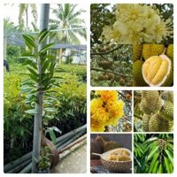 Cung cấp cây giống sầu riêng thái hạt lép