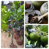 Cung cấp cây hồng socola cao 1,2 m - 1,5m