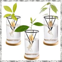 [D E O K] Bộ dụng cụ trồng cây bơ 3 gói, Bình hạt bơ thủy tinh có giá đỡ tam giác và đế tre, chậu cây nảy mầm