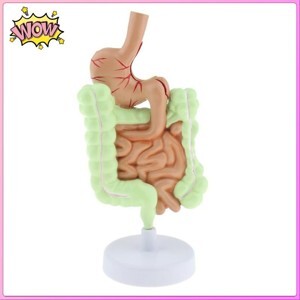 Dạ Dày Và Đường Tiêu Hoá