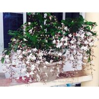 DẠ NGỌC MINH CHÂU SIZE LỚN CÂY ĐANG HOA