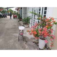 ĐẠI LÝ Máy xay bột nước làm bánh quấn Thanh Trì