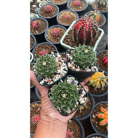 ĐÀI SEN SIZE 5CM