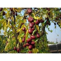 Đại táo Tân Cương size 100