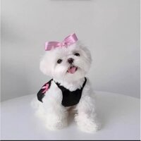 đầm nơ xinh cho thú cưng mẫu mới2022